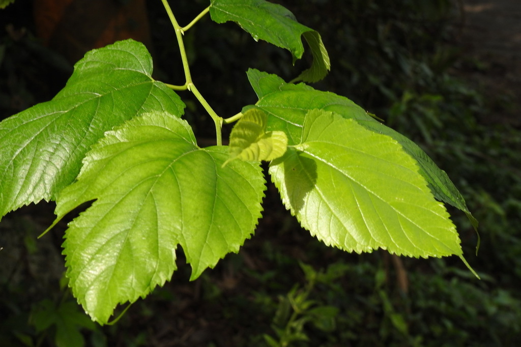 Korean mulberry from 台灣高雄市 on May 26, 2020 at 07:58 AM by Chen Shu ...