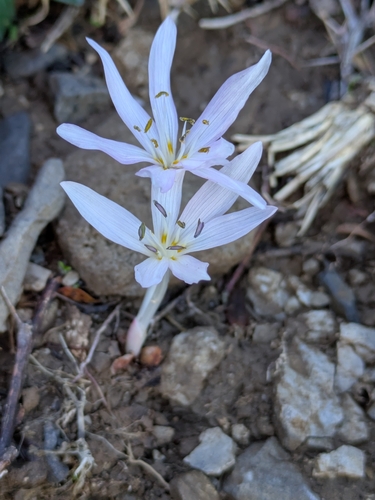 Colchicum cretense (Colchicum cretense)