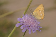 Lycaena virgaureae