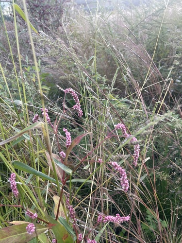Persicaria pubescens observed 2026-10-20