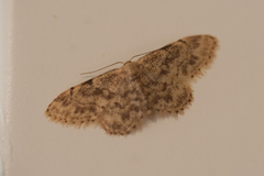 Idaea bonifata