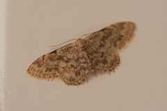Idaea bonifata