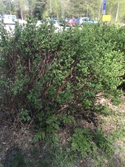 Magnoliopsida