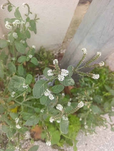 European heliotrope
