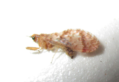 Mucroberotha vesicaria