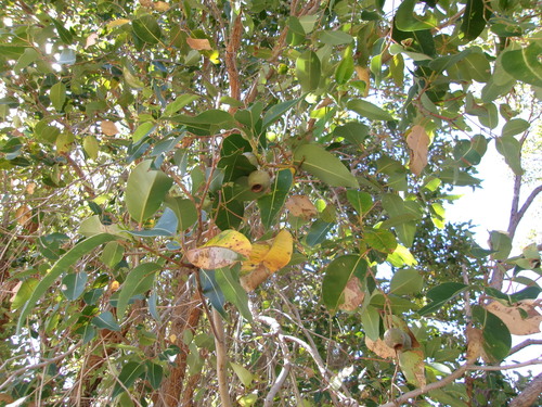 Corymbia calophylla observed 2026-10-20