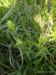 Castilleja pallida