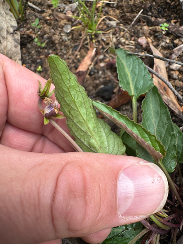 Viola betonicifolia, 2026-10-20