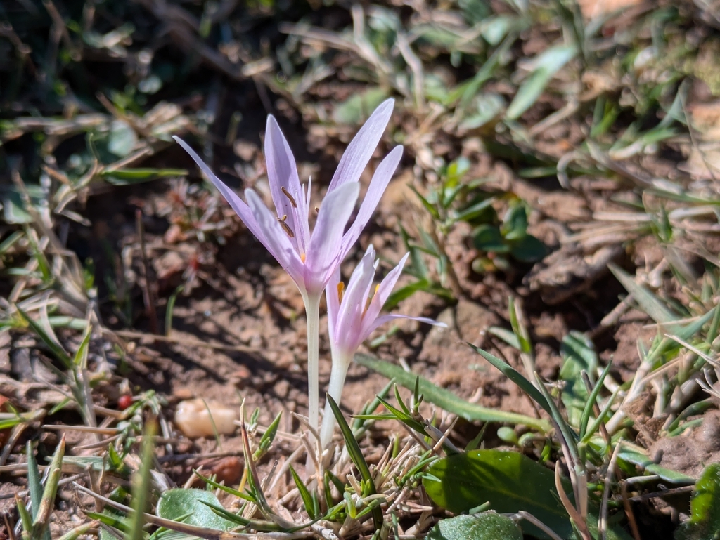 Colchicum cretense (Colchicum cretense)