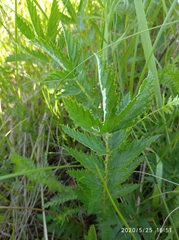 Filipendula stepposa