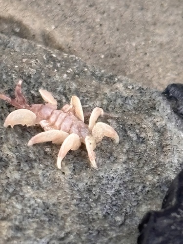 Cyamus observed 2026-10-18