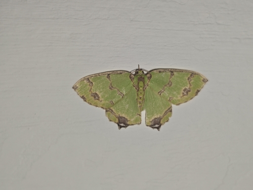 Agathia lycaenaria, 2026-10-20
