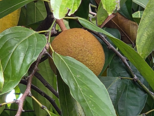 Hydnocarpus castaneus observed 2026-10-16