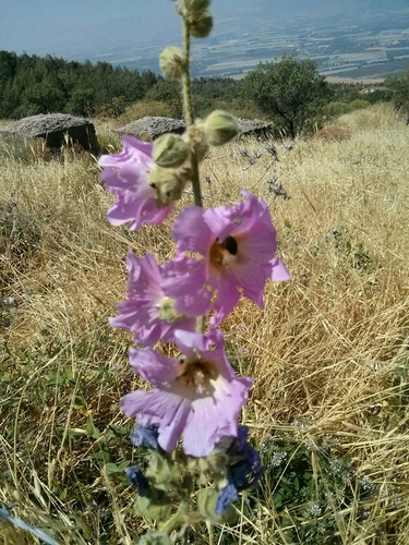 Representative image of Alcea