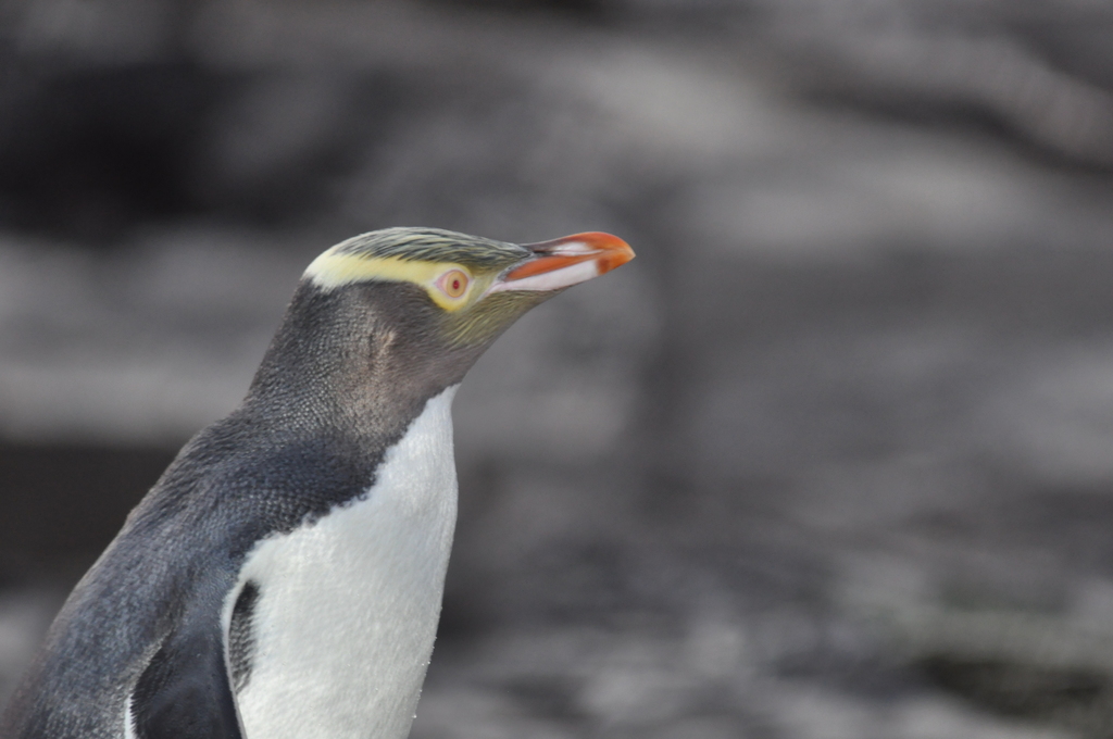 Close view of a yellow-eyed penguin looking to the side, showing the yellow band across its head