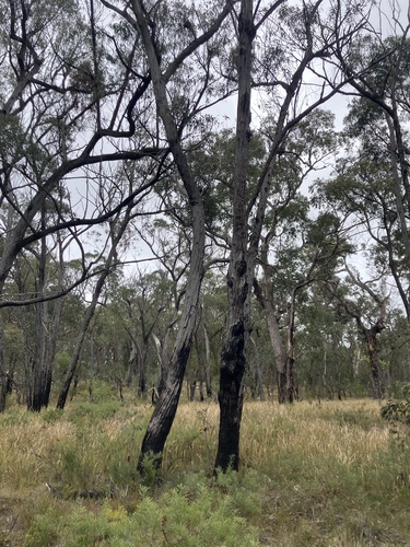 Eucalyptus youmanii observed 2026-10-17