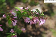 Weigela florida