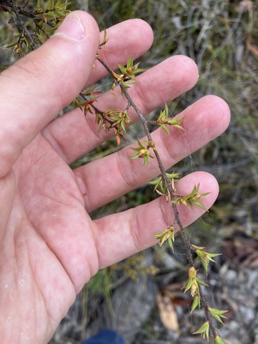 Leptospermum arachnoides, 2026-10-17