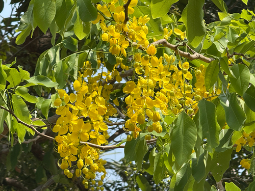 Cassia fistula observed 2026-10-20