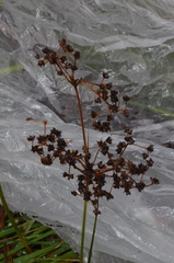 Juncus subnodulosus
