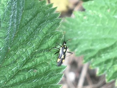Grypocoris stysi