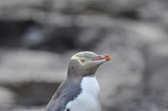 Megadyptes antipodes