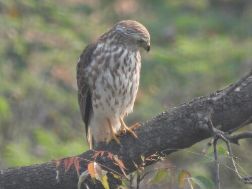 iNaturalist image