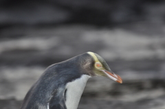 Megadyptes antipodes