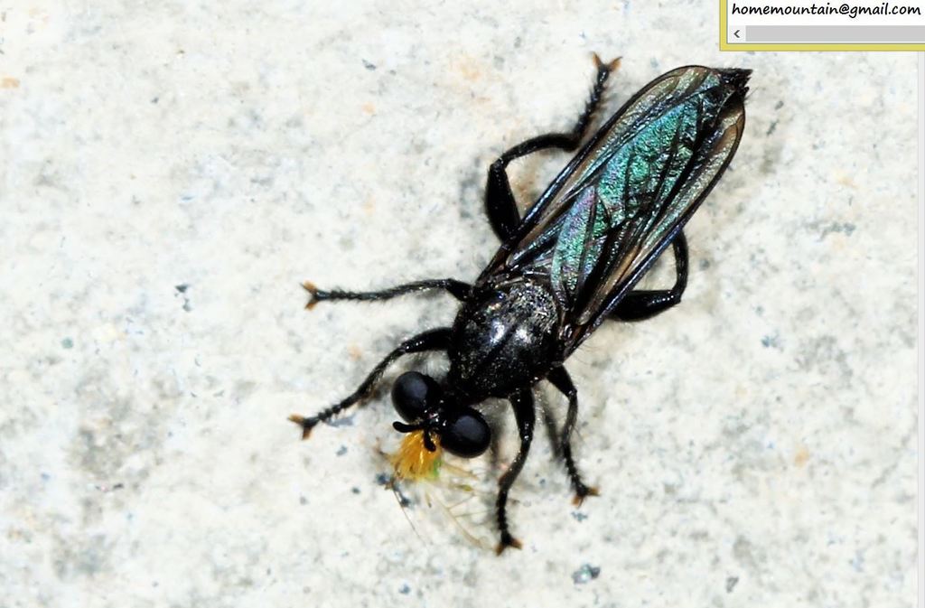 Choerades nigrovittata