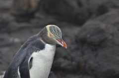 Megadyptes antipodes