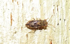 Germalus lineolosus