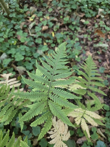 Phegopteris connectilis observed 2026-10-20