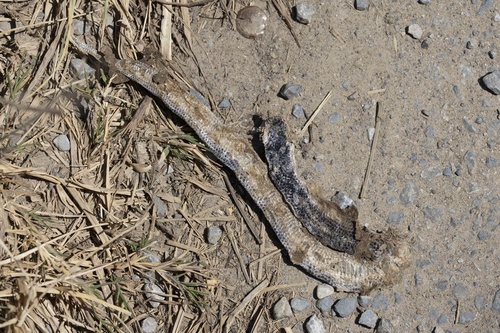 Xenopeltis unicolor observed 2026-10-20