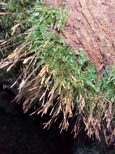 Tetraphis pellucida observed 2026-10-20