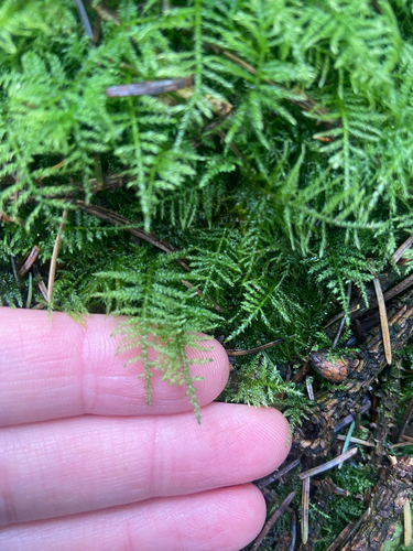 Kindbergia praelonga observed 2026-10-17
