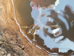 Pelobates vespertinus