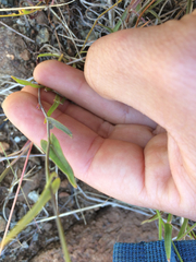 Streptanthus glandulosus secundus