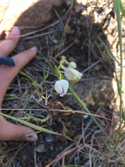 Streptanthus glandulosus secundus
