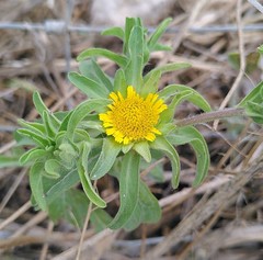 Asteriscus aquaticus