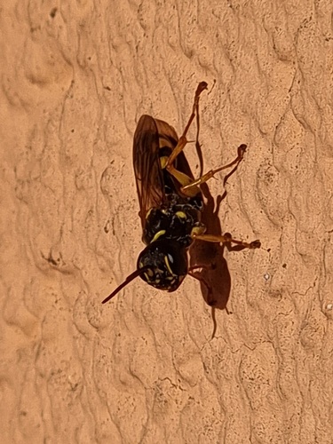 Field digger wasp