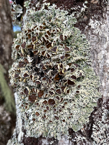 Colpodes observed 2026-10-13