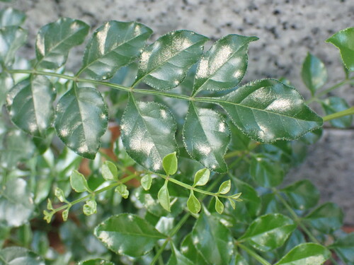 Fraxinus griffithii observed 2026-10-19