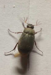 Maladera holosericea