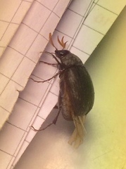 Maladera holosericea