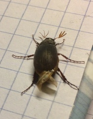 Maladera holosericea