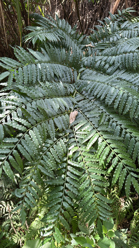 Angiopteris lygodiifolia observed 2026-10-17