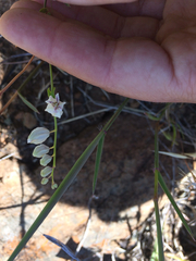 Streptanthus glandulosus secundus