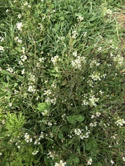Capsella bursa-pastoris