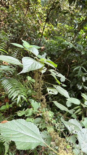 Boehmeria nivea observed 2026-10-17