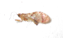 Mucroberotha vesicaria